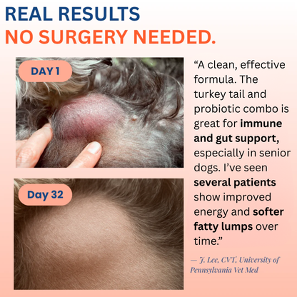 Turkey Tail+ Immune Boost Probiotic