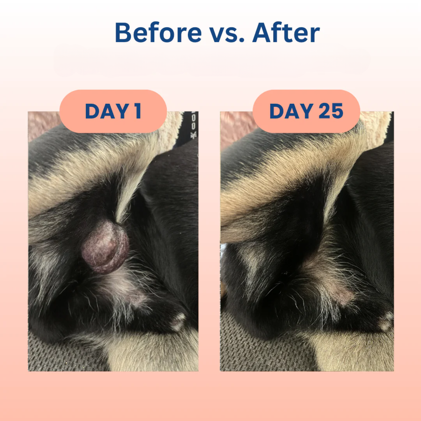 Turkey Tail+ Immune Boost Probiotic