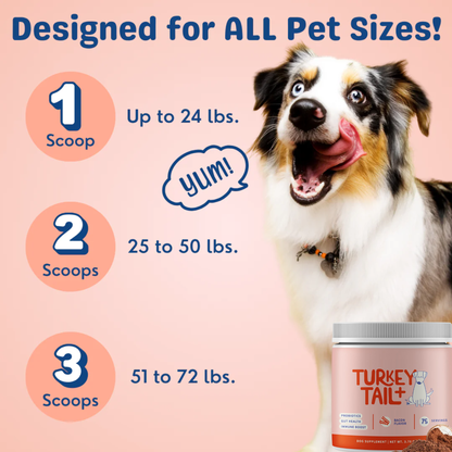 Turkey Tail+ Immune Boost Probiotic